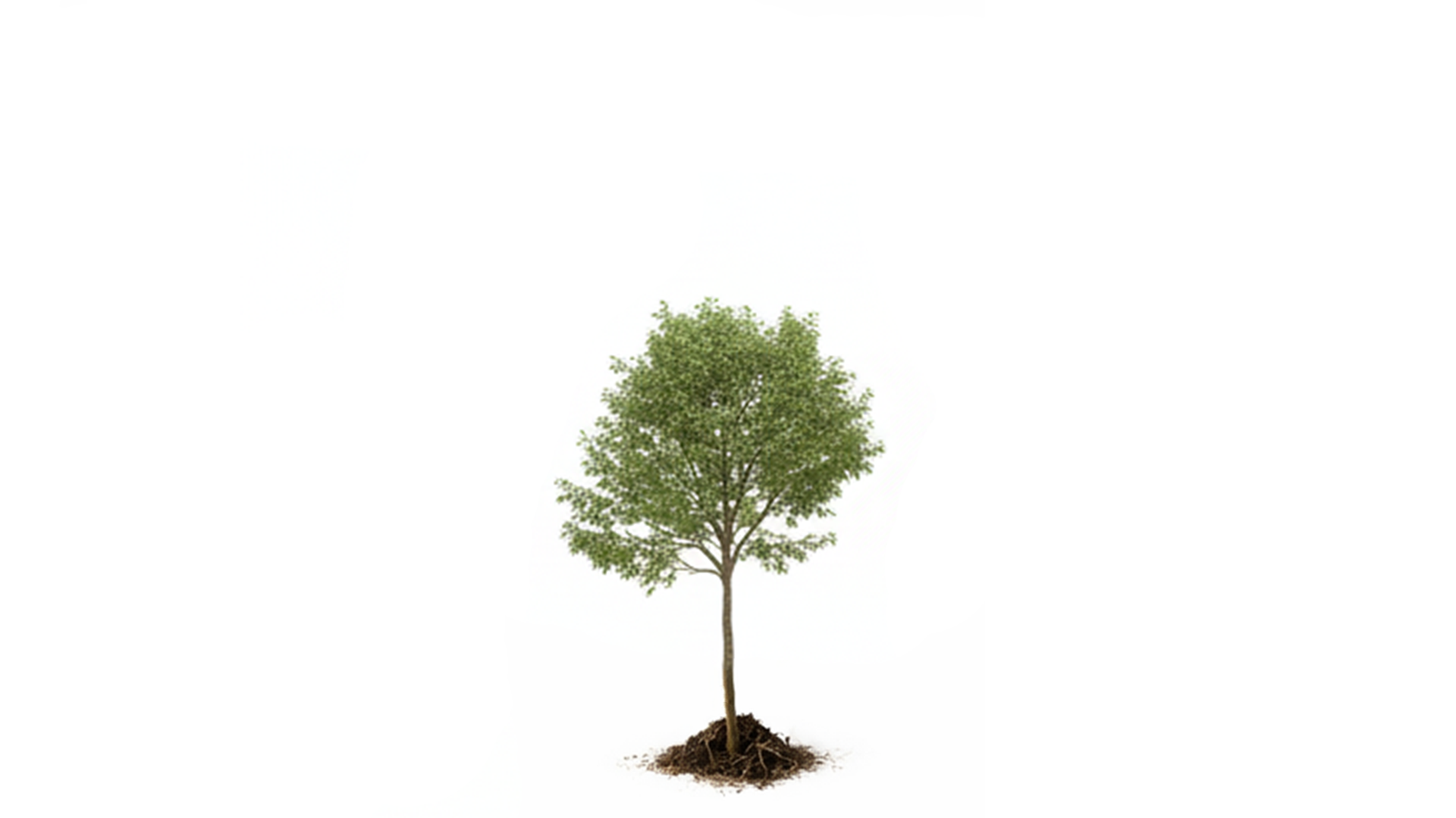 A single deciduous tree with green leaves and a slender trunk on a white background.