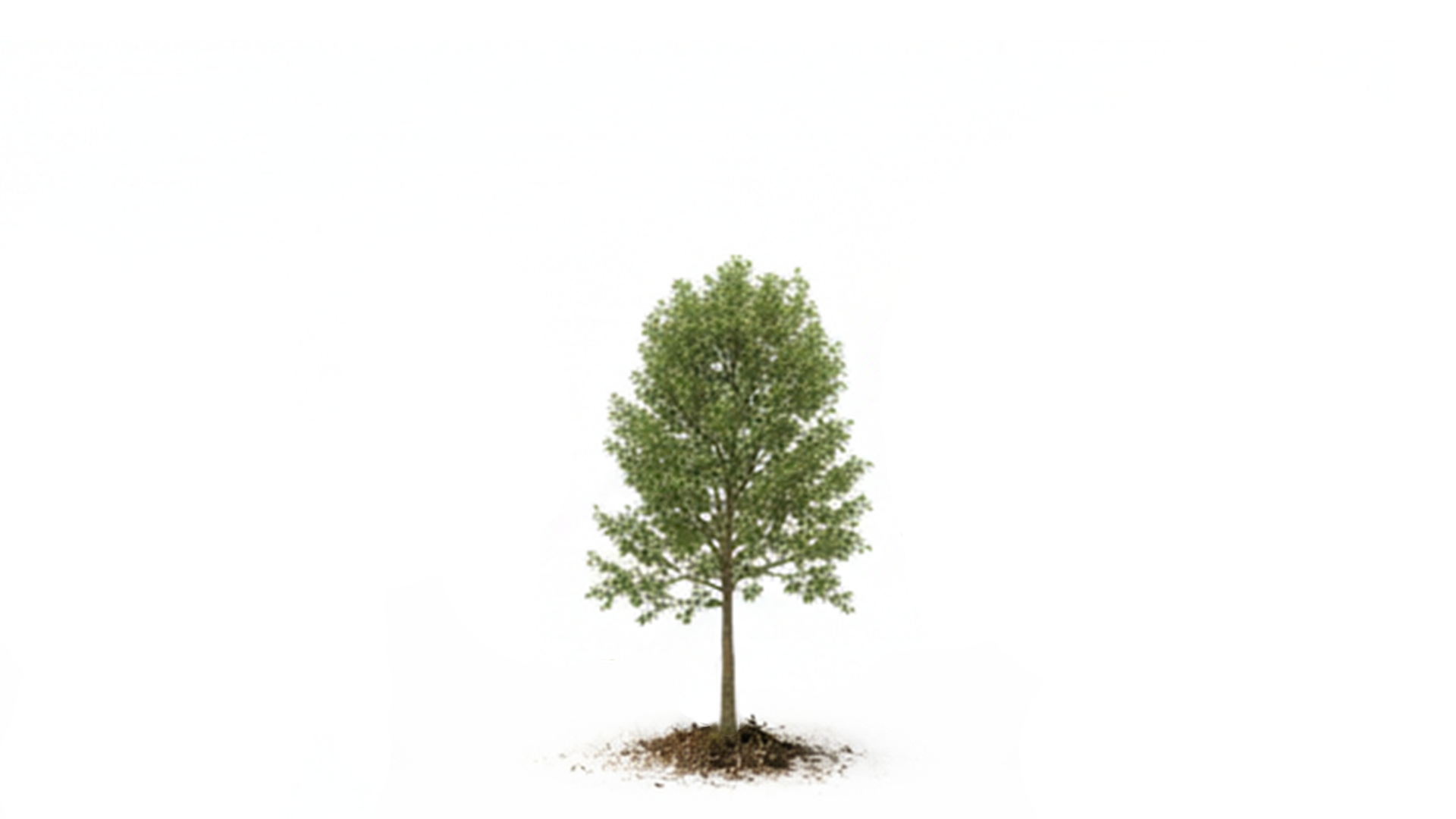 Young leafy tree with exposed roots and soil on a white background.