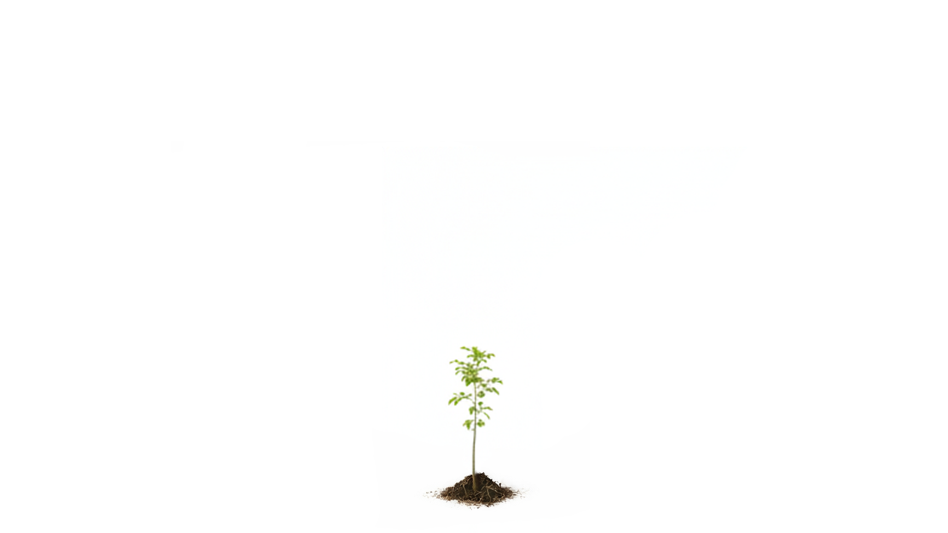 Small young tree with green leaves on a white background.