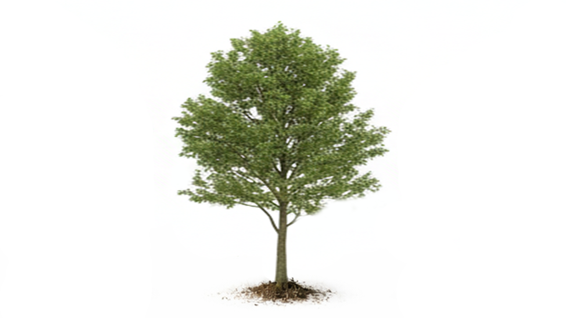Green deciduous tree with a slender trunk and visible root area on a white background.