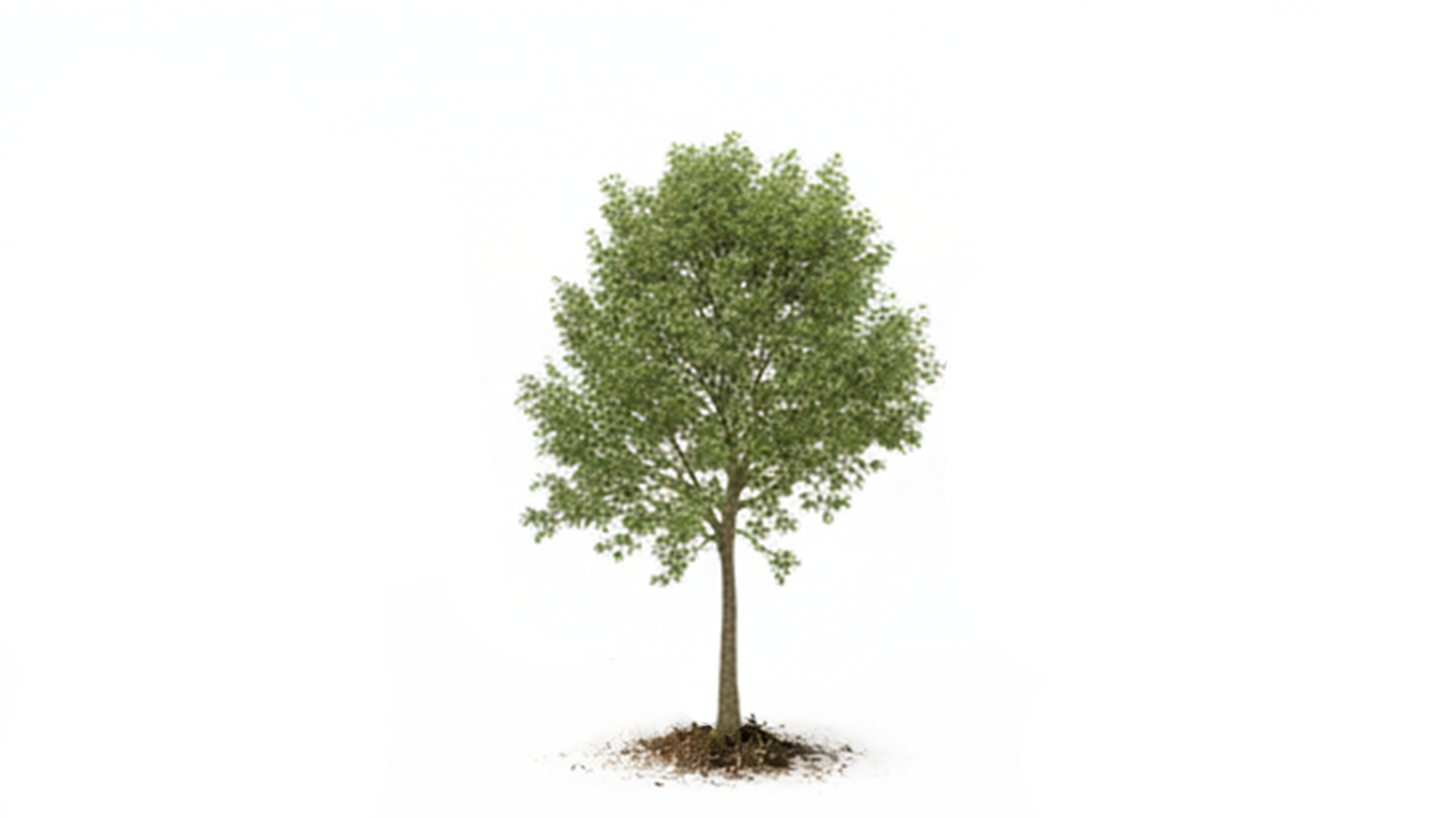 A single green leafy tree with a slender trunk on a white background.