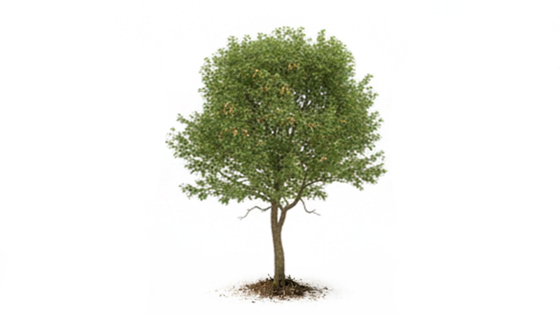 Small green tree with a slender trunk and visible soil around its base on a white background.