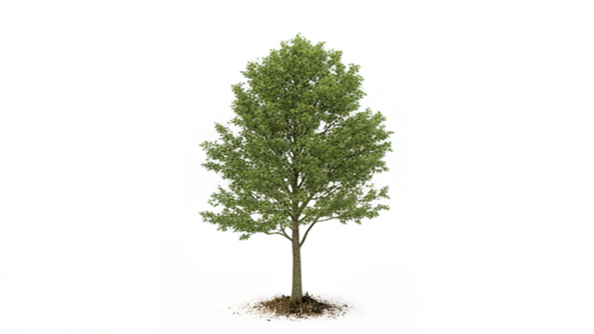 Single green leafy tree with exposed roots and soil on white background.