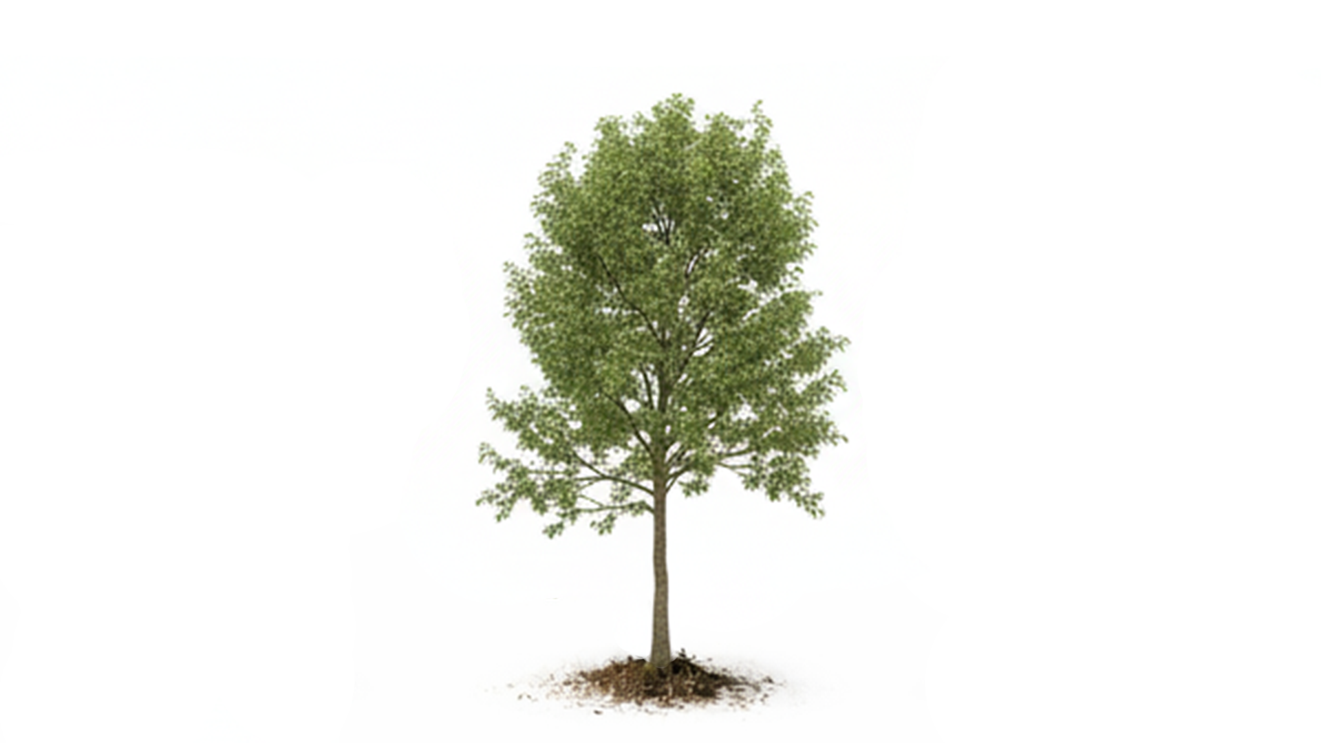 Green deciduous tree with a straight trunk and exposed roots in soil on a white background.