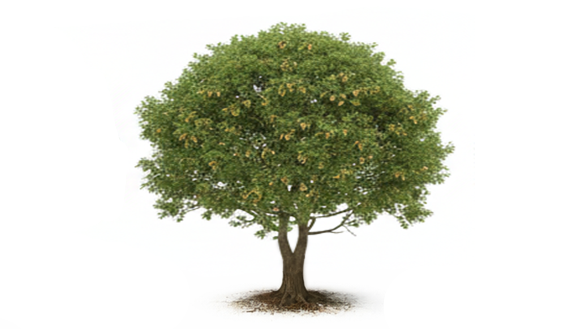 Large green tree with a broad, rounded canopy and visible roots in soil.