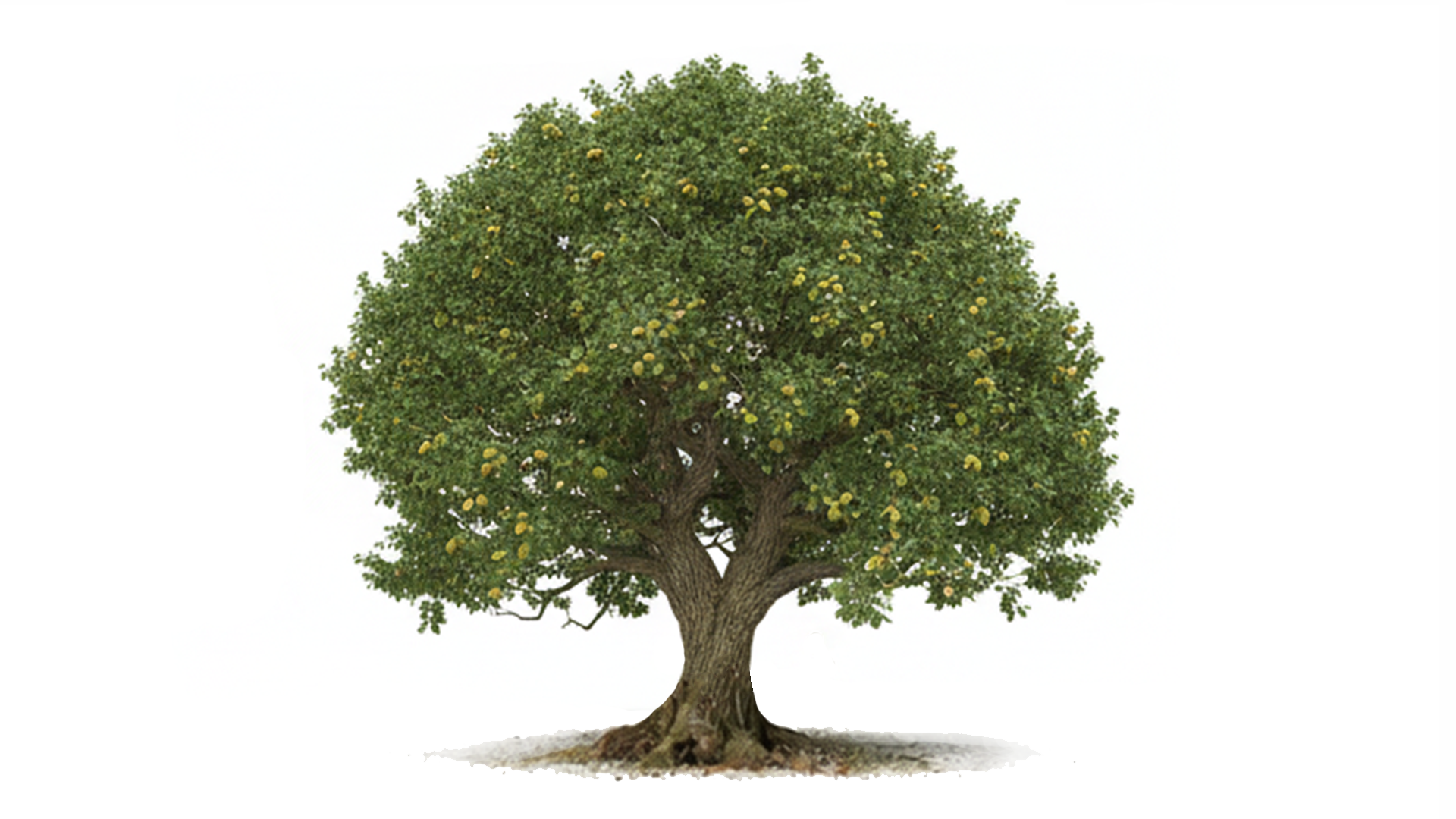 Large tree with dense green foliage and small yellow fruits on a white background.