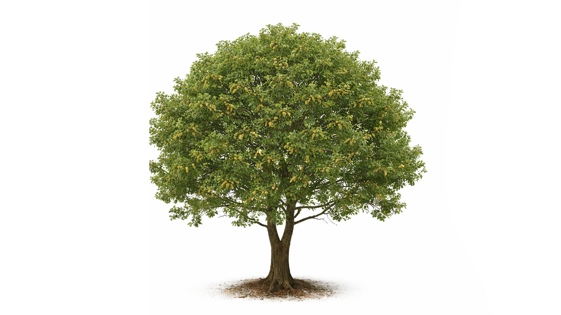 Mature pear tree with green leaves and numerous small yellow pears isolated on white background.