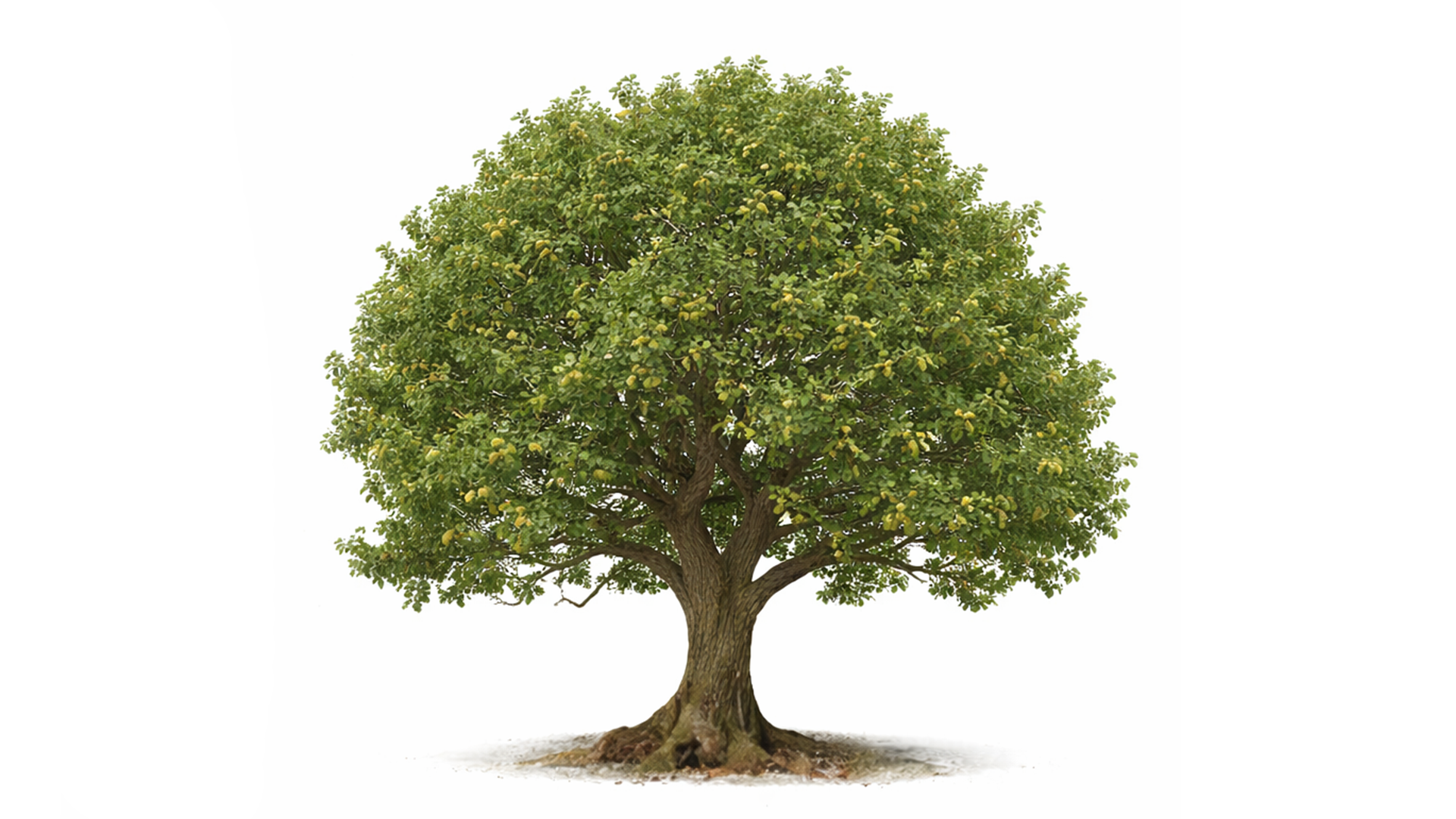 Mature pear tree with green leaves and yellow pears on a white background.