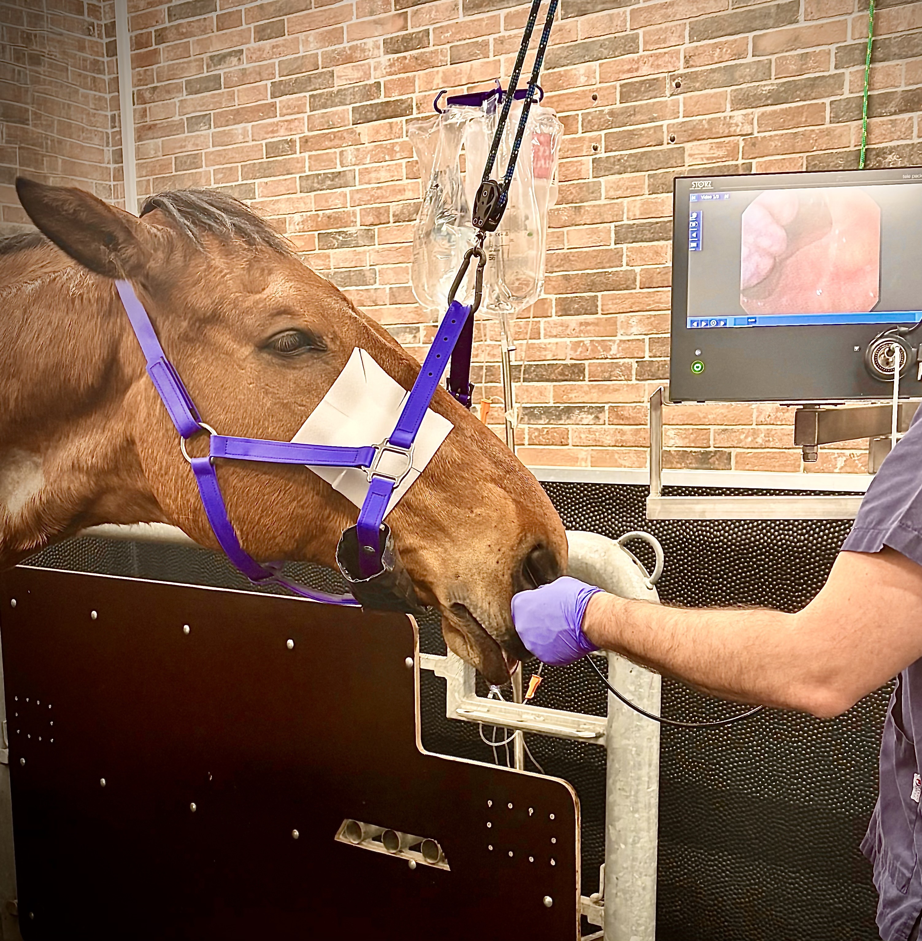 Sinus endoscopy in the horse