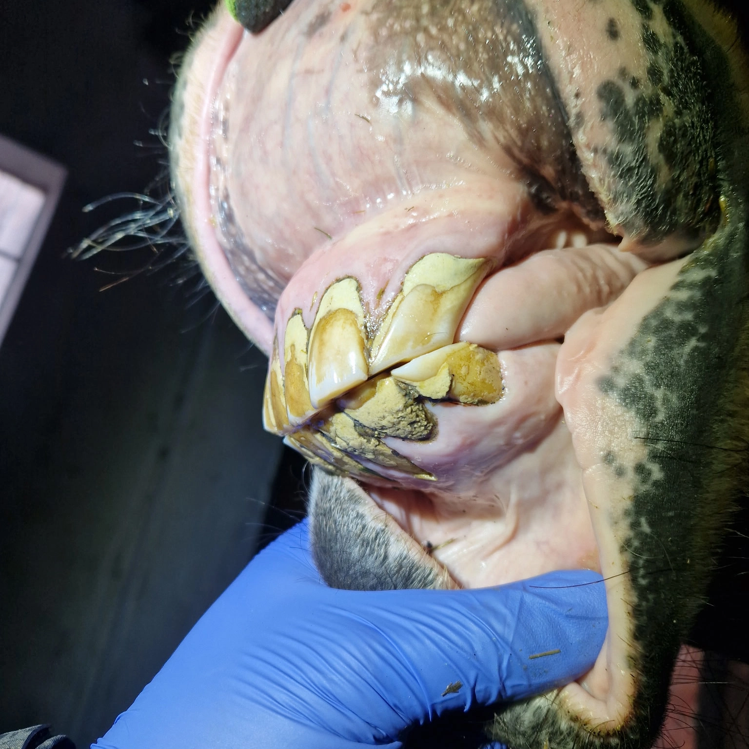 Left lateral view – heavy tartar accumulation