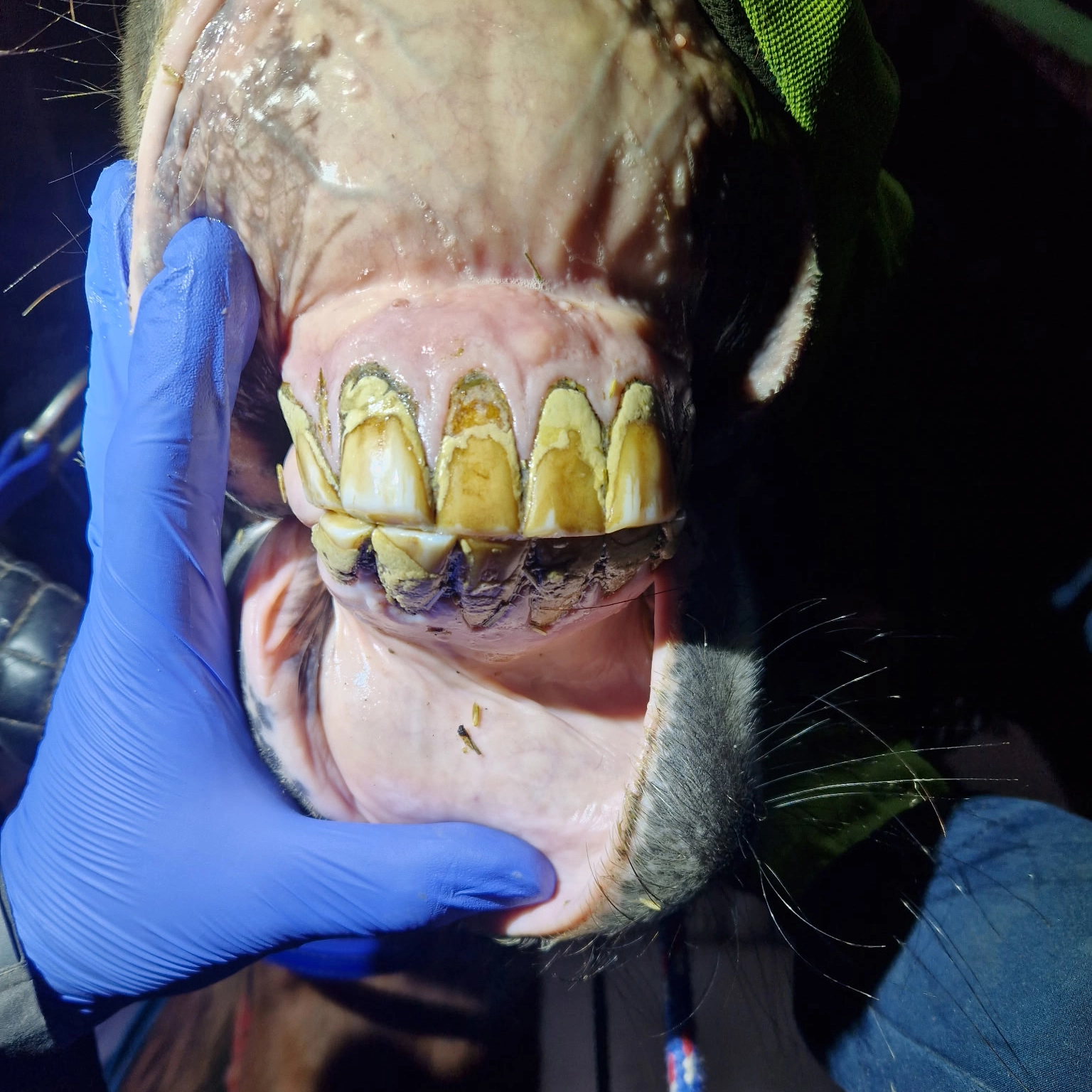 Inflamed incisor region with heavy tartar – very painful