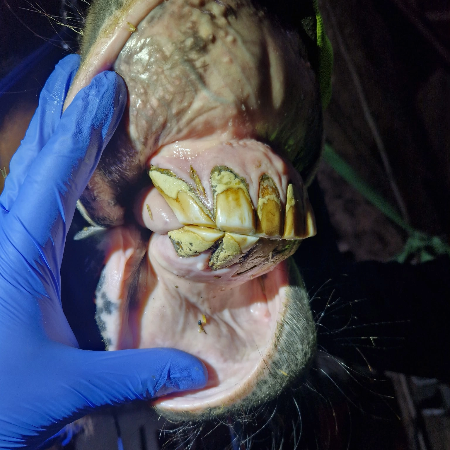 Right lateral view – visible fistulas, pus discharge