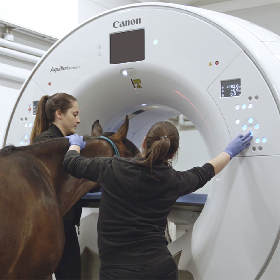 Horse head computed tomography (CT scan)