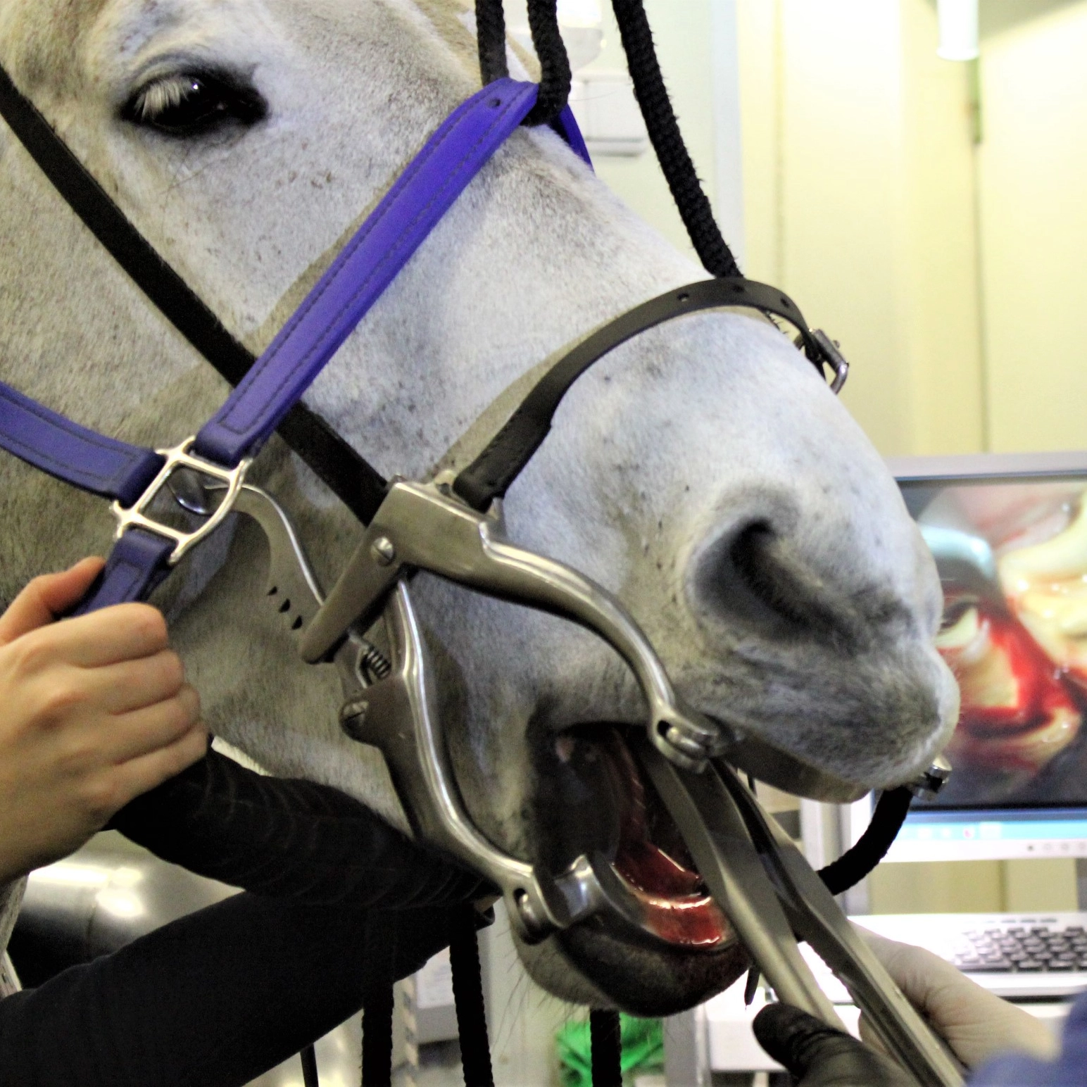 Zahnextraktion bei einem Pferd