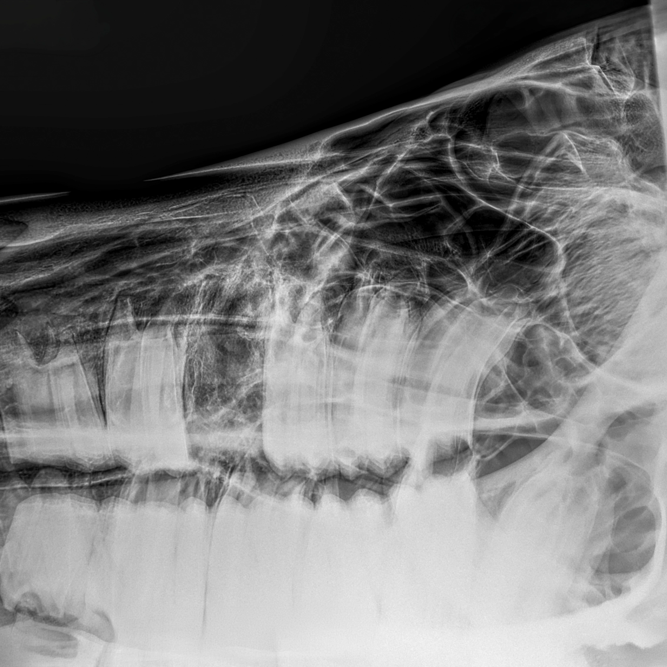 Röntgenbild eines Pferdes nach einer Zahnextraktion