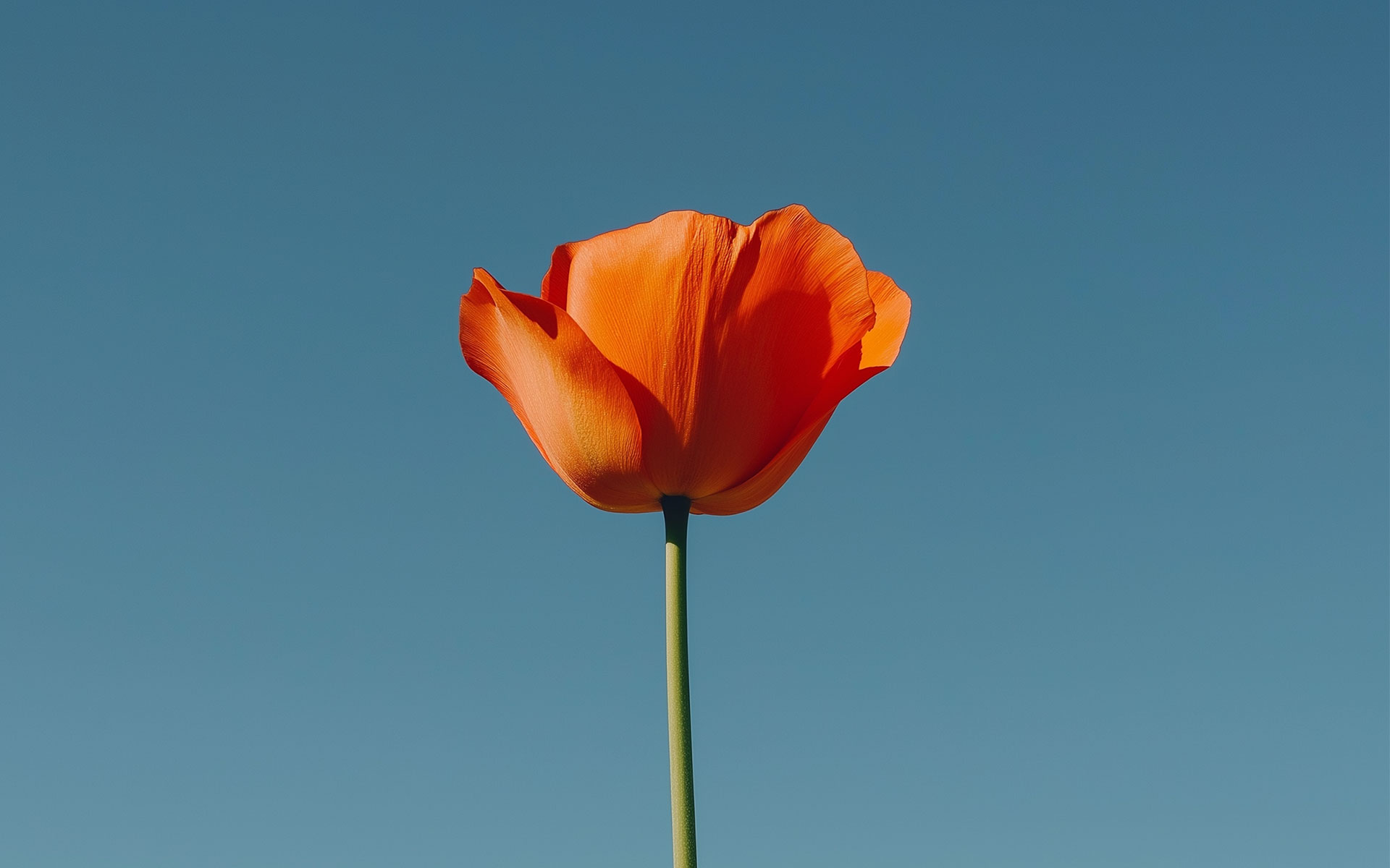 Orange flower on clear blue sky background.