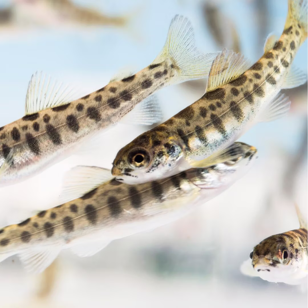 Agile team-building for innovative land-based aqua culture