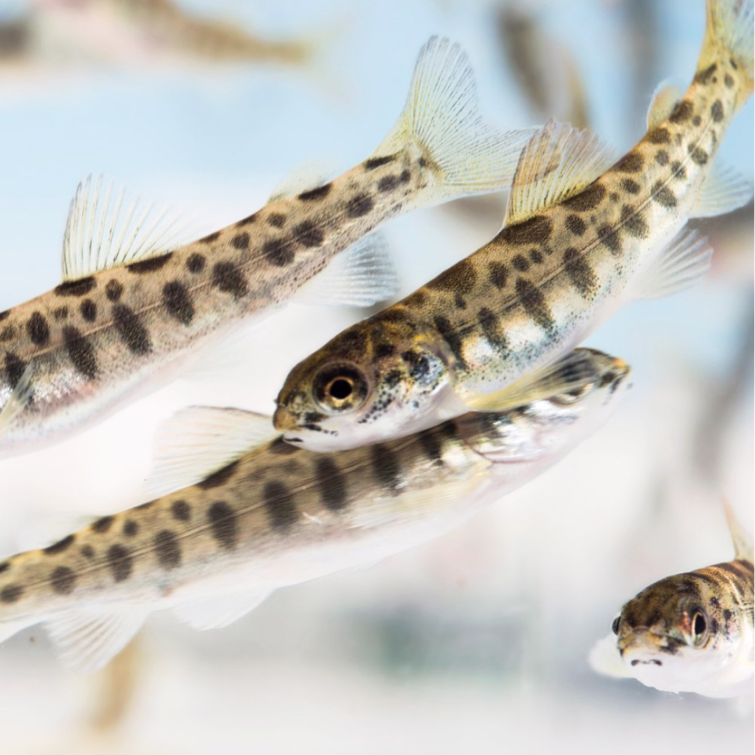 Smidig organisering for framtidens landbaserte akvakultur