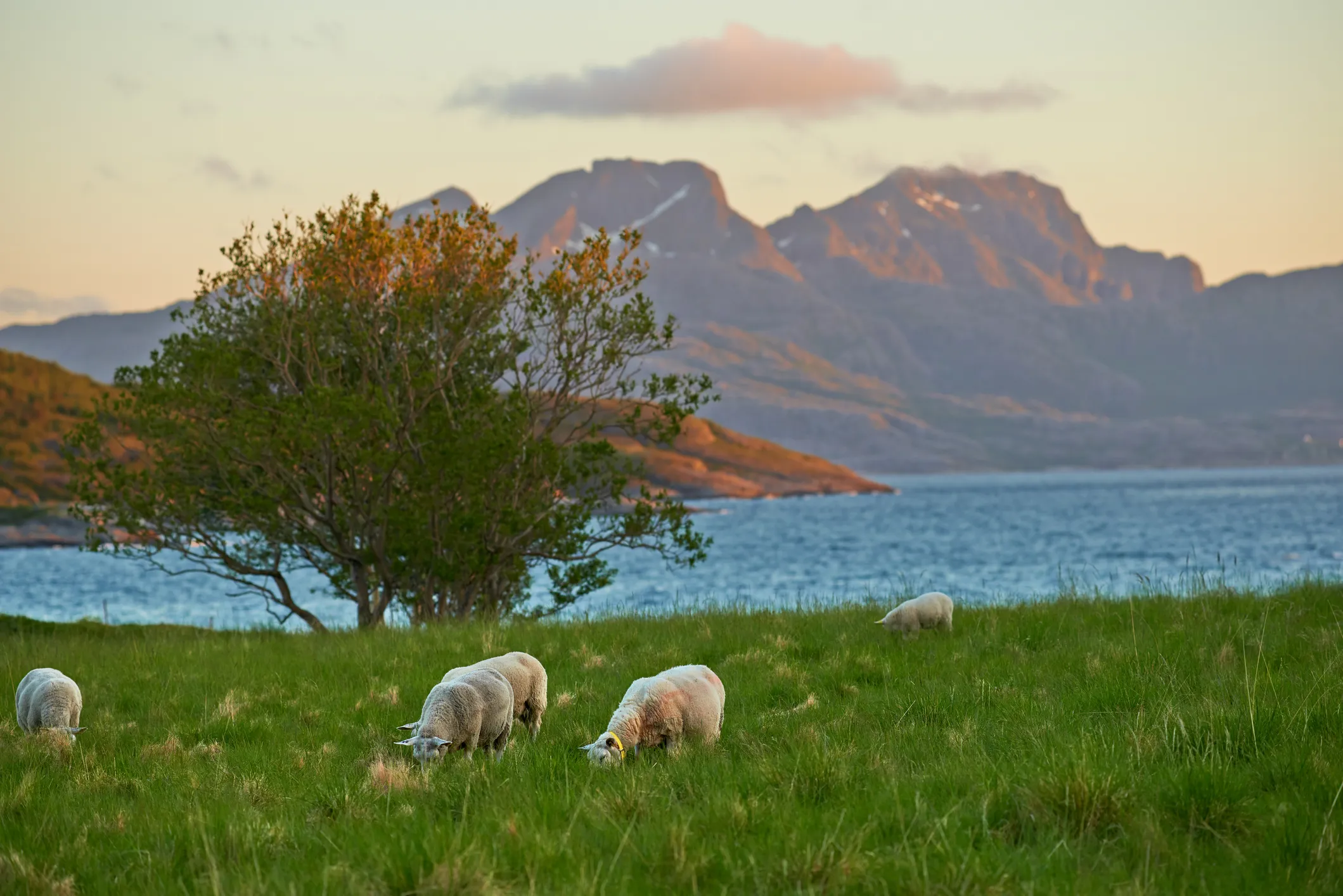 Norsk kystlandskap med fjell og beitende sauer