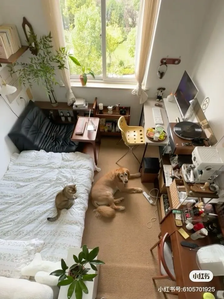 Cozy room with bed, cat on bed, dog on floor, desk with computer, plants, and large window with garden view.
