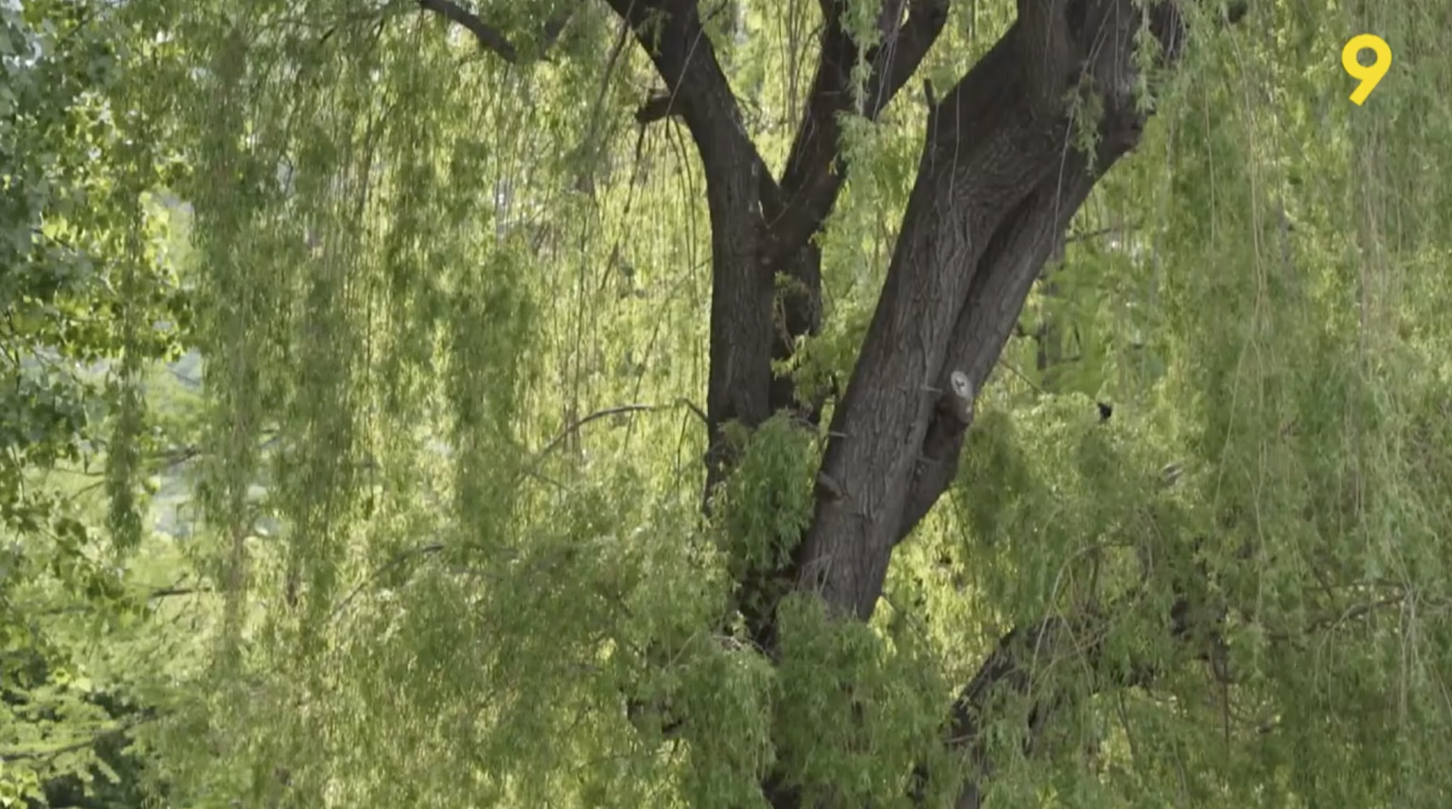 vignette du reportage sur canal9