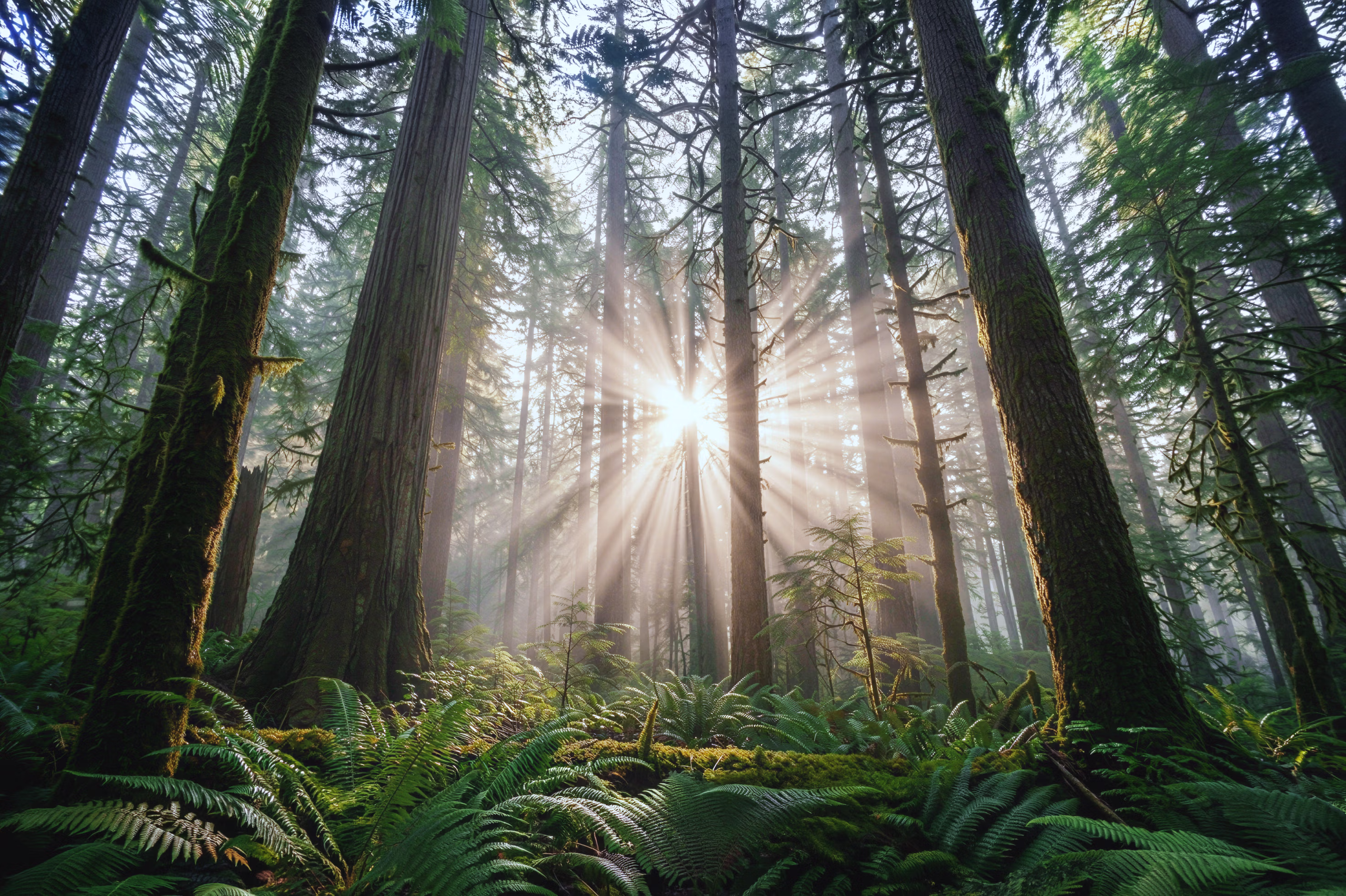 Sunlight streaming through tall conifer trees and dense ferns in a misty forest.