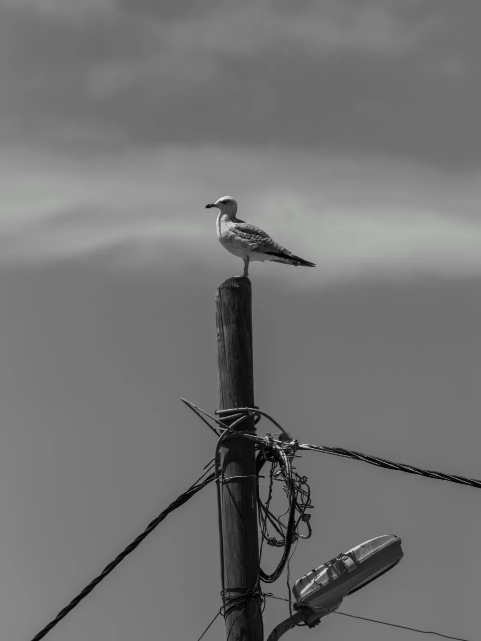 Seagull perched on a wooden utility pole with electrical wires and a streetlight against a cloudy sky.
