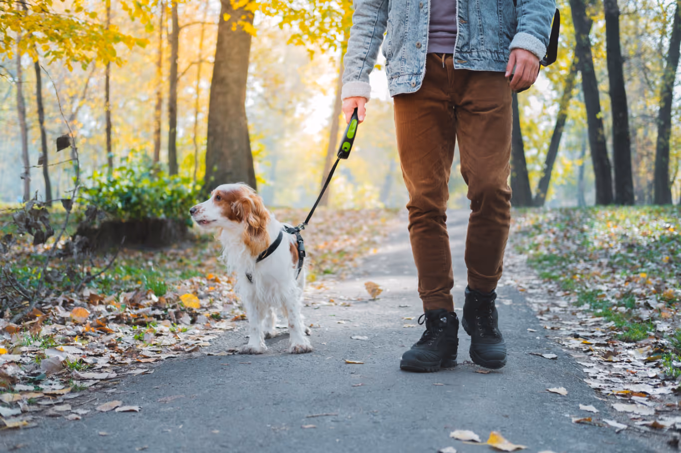 man walking with dog stock image
