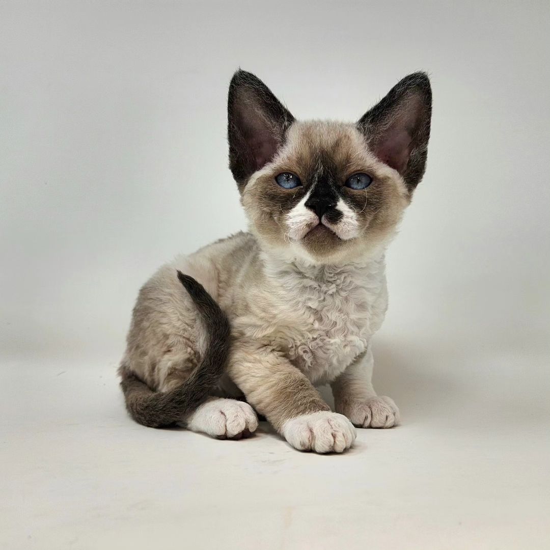 minskin kittens for sale