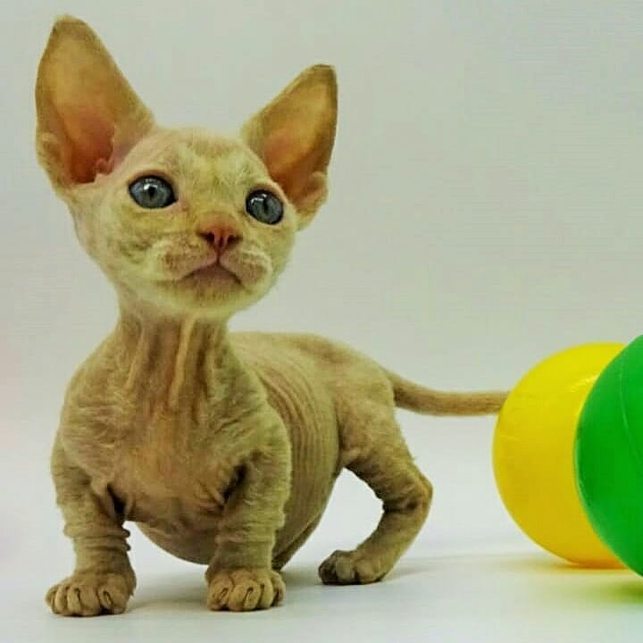 minskin kittens for sale