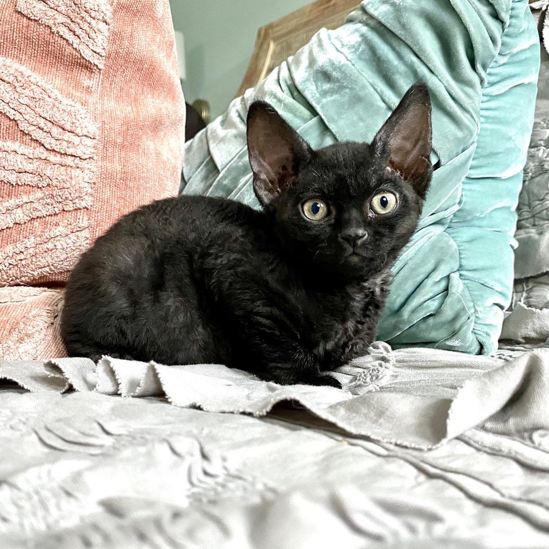 minskin kittens for sale