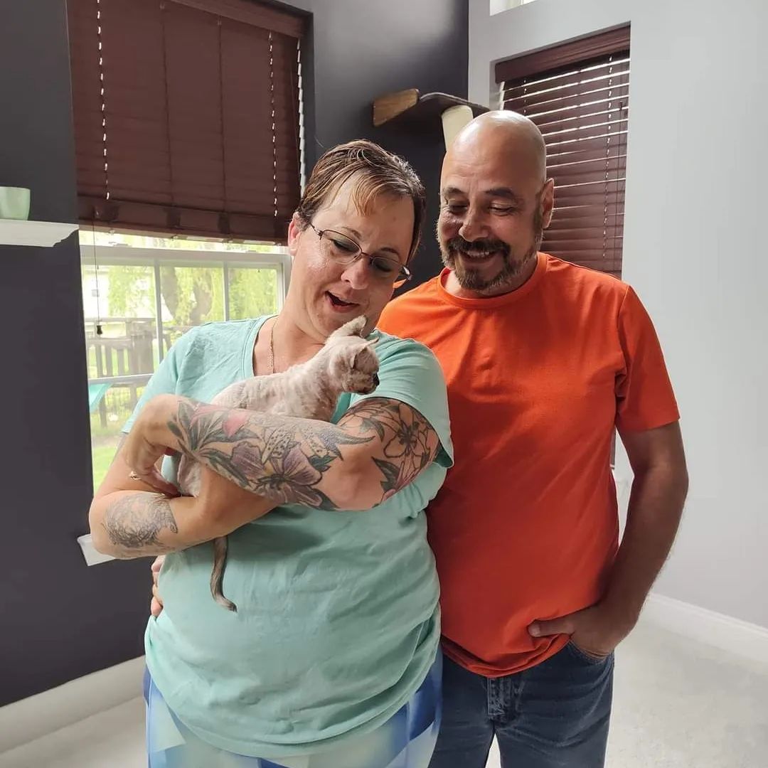 minskin kittens for sale