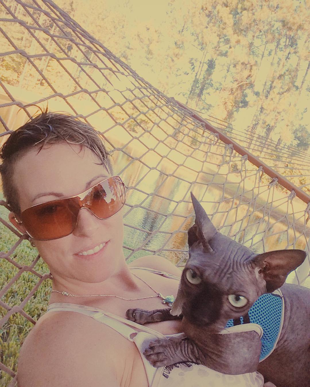 minskin kittens for sale