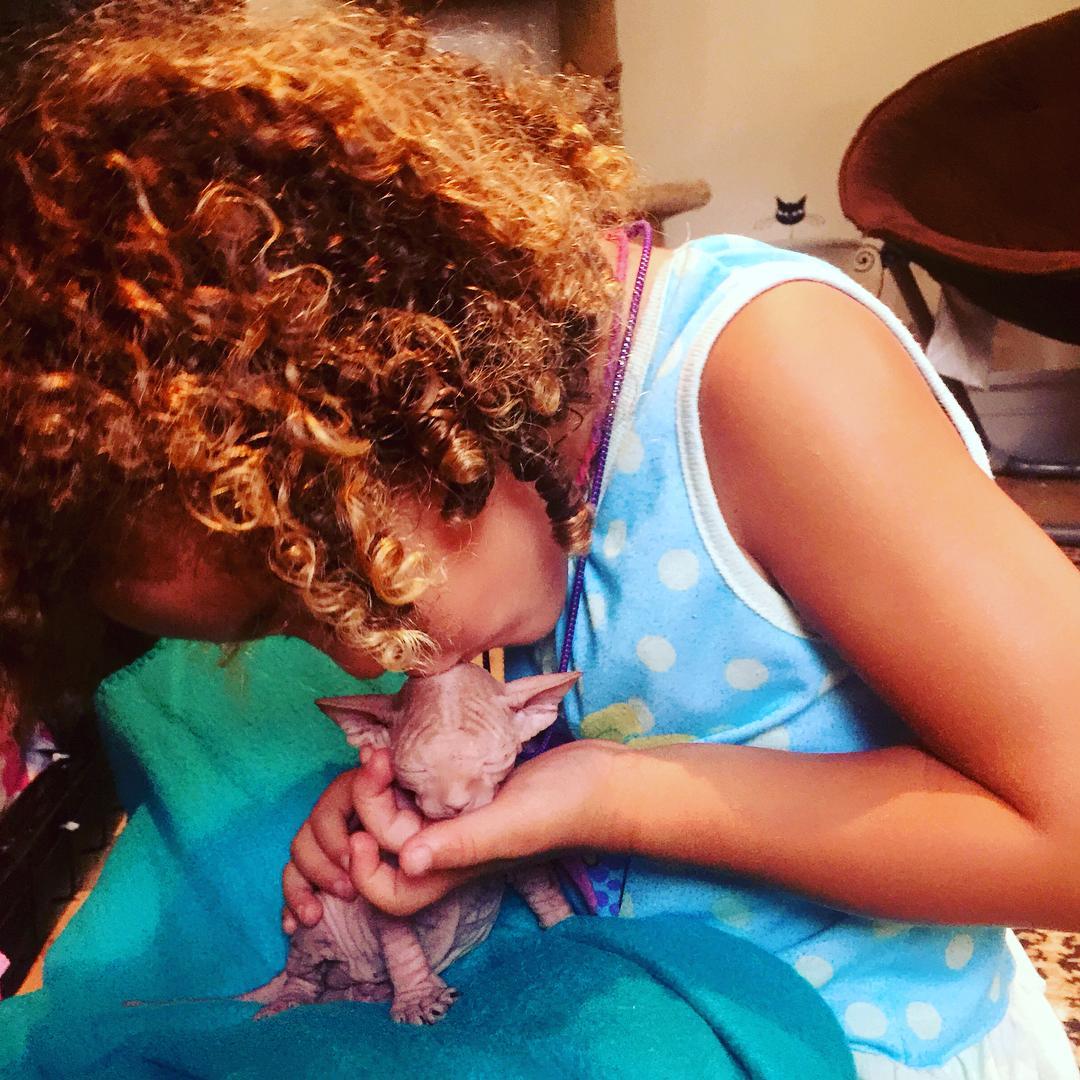 minskin cats for sale