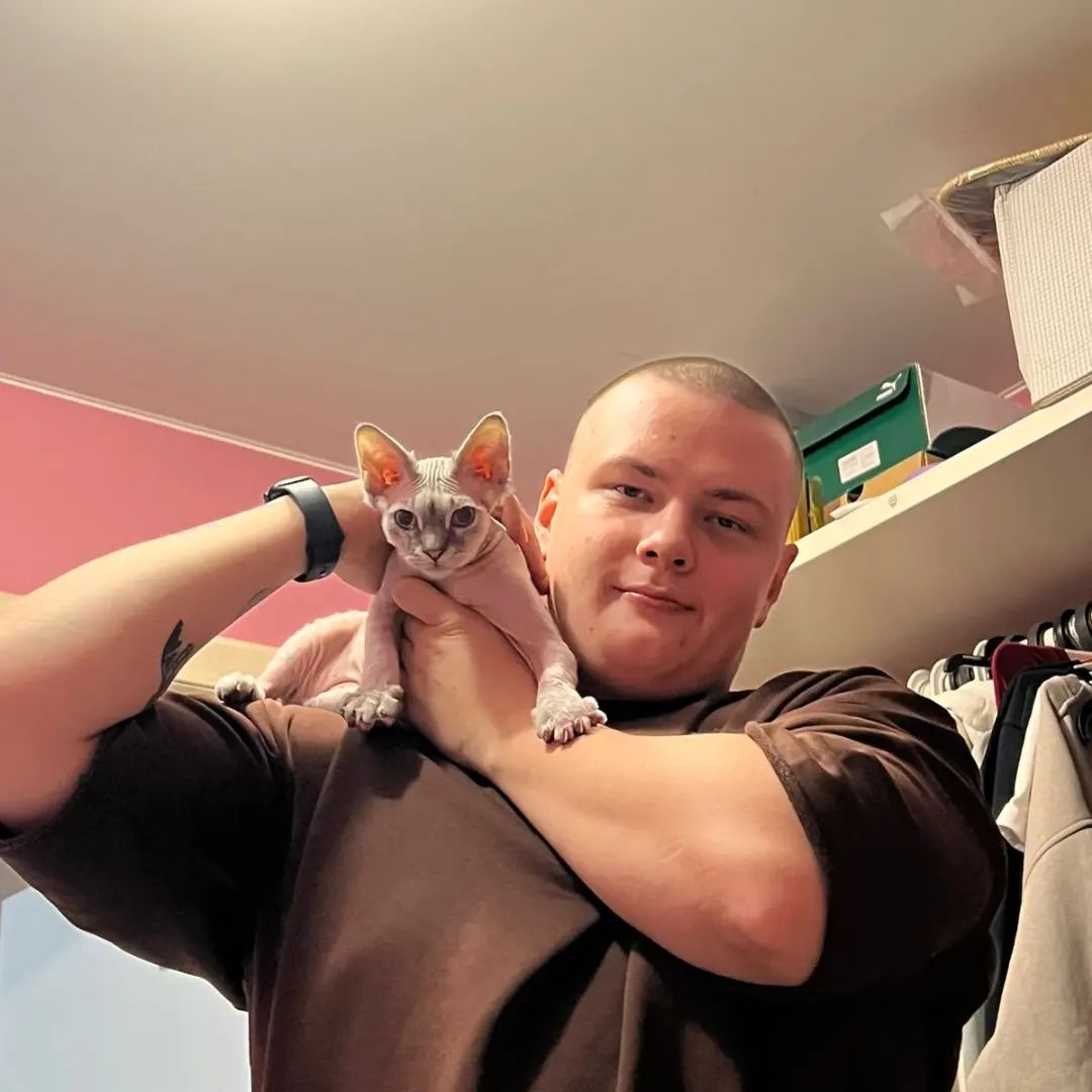 minskin kittens for sale