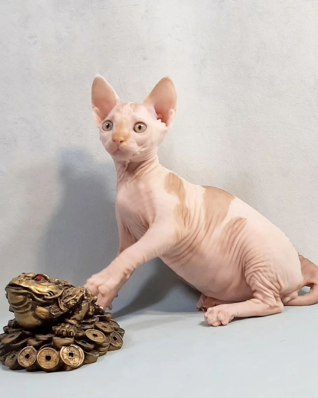 minskin cats for sale