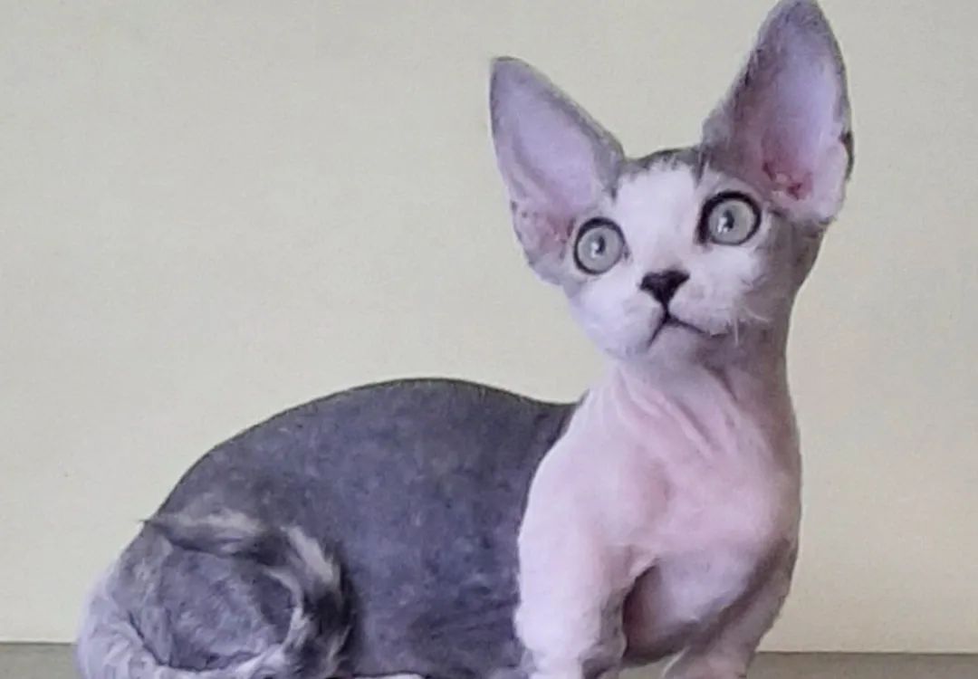 minskin cats for sale