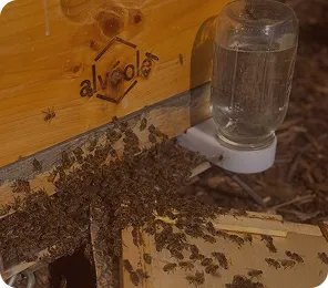 Bees swarming around the entrance of a branded Alveole beehive with a water feeder attached on the side