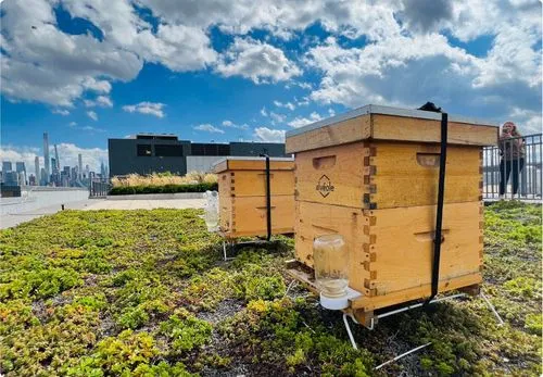 Two Alvéole beehives on a lush green rooftop garden with the Manhattan skyline and Hudson River visible in the background, multifamily program