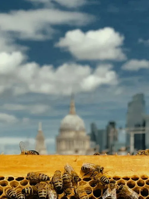 Honey bees on a golden hive frame on a rooftop with St. Paul's Cathedral and the London skyline in the background