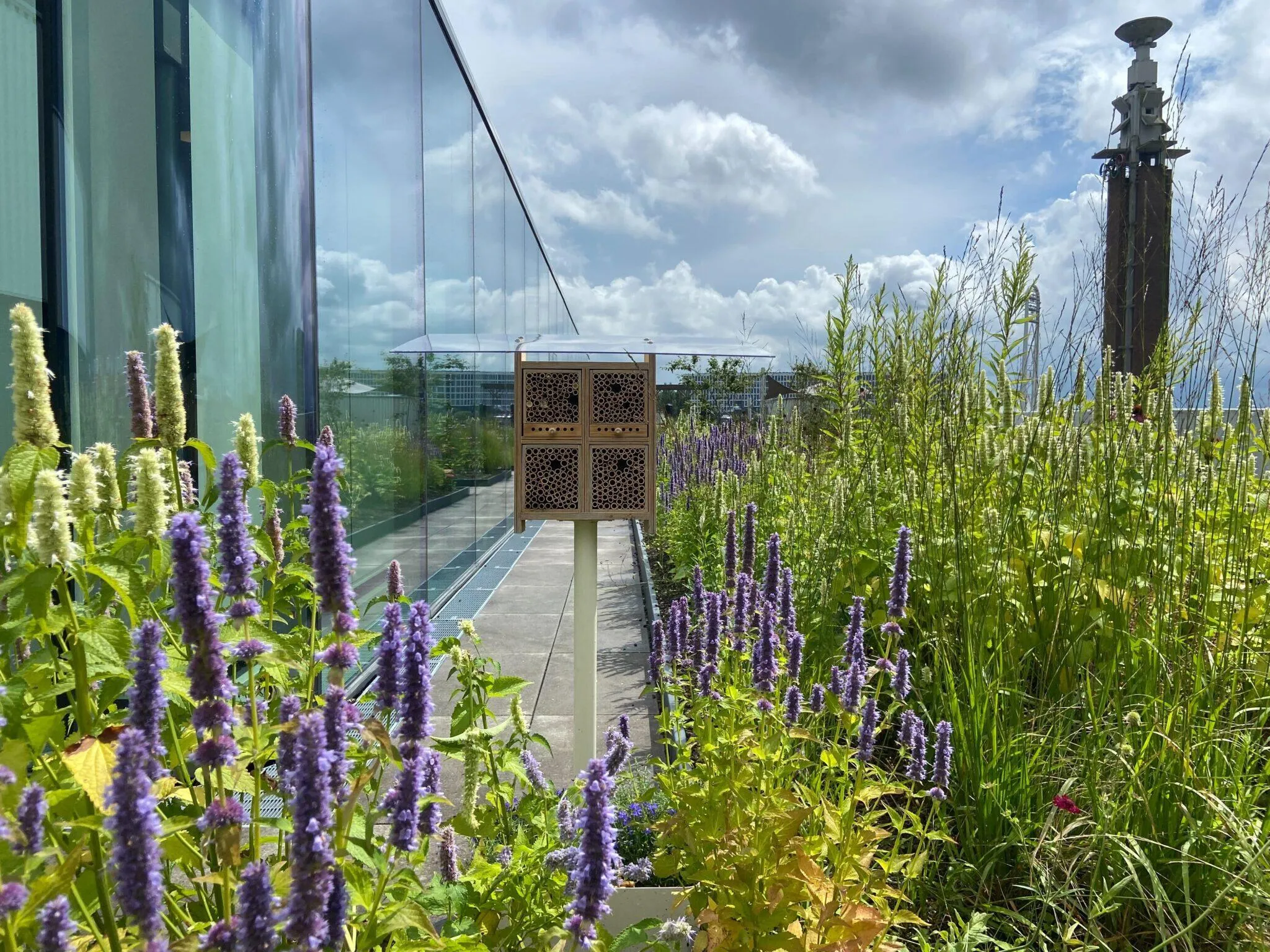 Alvéole BeeHome wild bee habitat installed on a rooftop terrace at The Garage Amsterdam, surrounded by tall purple wildflowers beside a glass building
