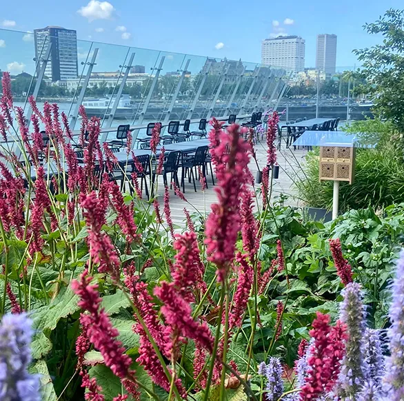 Rooftop garden blooming with colourful flowers and chairs in the background with a waterfront city skyline, Alvéole return-to-office program
