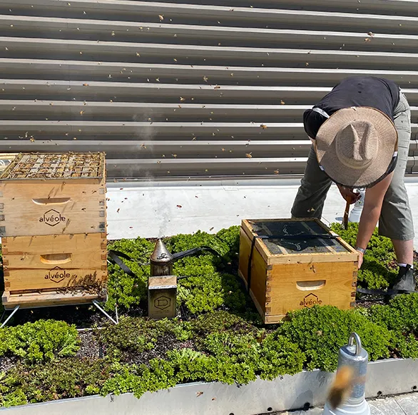 Alvéole beekeeper inspecting beehives on a green rooftop with a smoker, Greystar beekeeping program