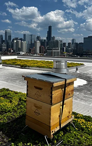 Alvéole beehive on a green roof with the Chicago skyline visible in the background, Greystar beekeeping program
