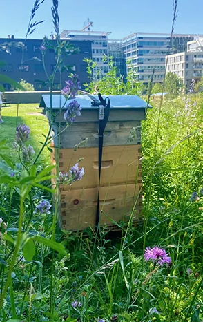 Alvéole beehive surrounded by wildflowers and tall grass in a garden setting at a Greystar managed property
