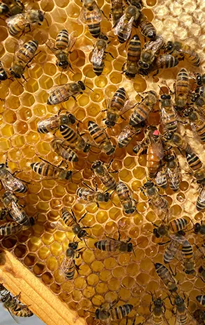 Top-down close-up of honey bees clustered on a bright golden honeycomb frame