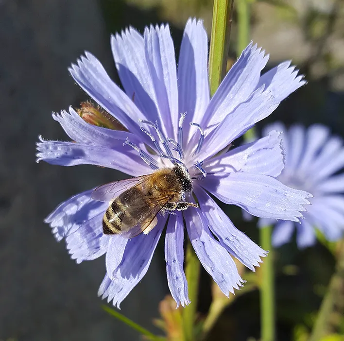 A honey bee collecting nectar from a blue chicory flower in a sunny garden