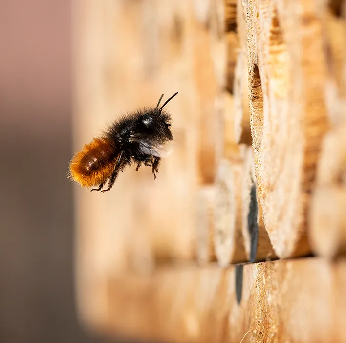 A mason bee in mid-flight approaching an Alveole wild bee hotel made of stacked wood blocks