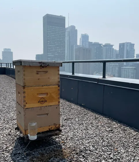 Alvéole beehive on a gravel rooftop with a hazy city skyline visible in the background, BGO property