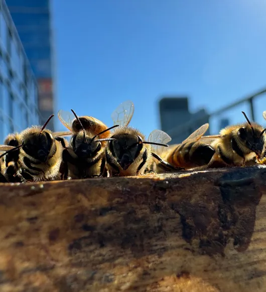 Ground-level close-up of honey bees on the edge of a beehive with a blue sky and city buildings in the background